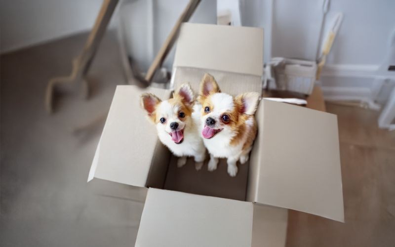 Perro Pequeño, Gran Personalidad: Cómo Respetar al Pequeño Torbellino de Cuatro Patas